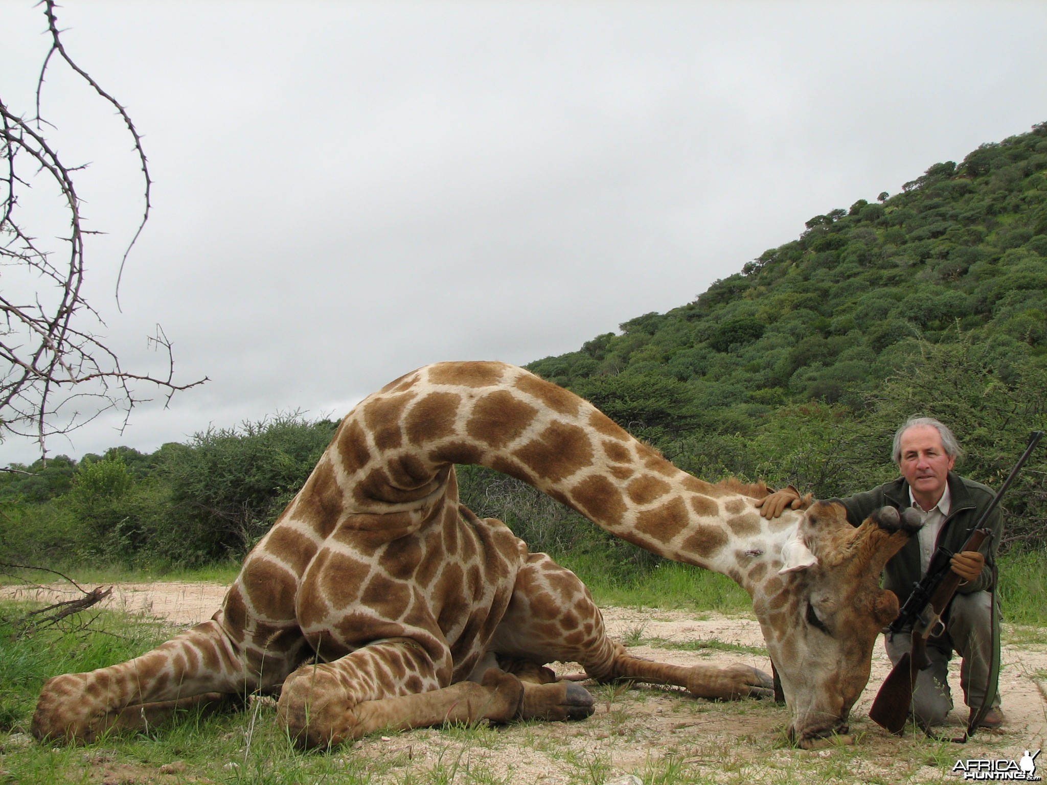 Hunting Giraffe in Namibia