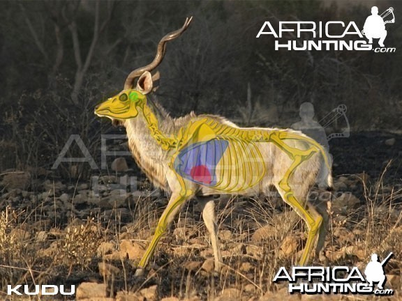 Bowhunting Kudu Shot Placement