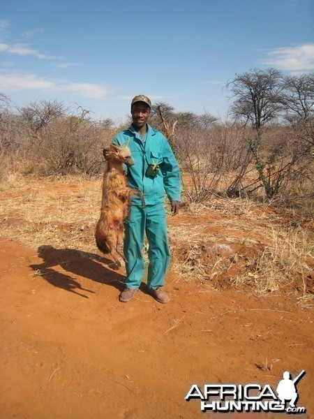 Hunting Aardwolf in Namibia