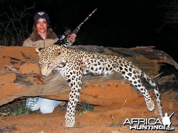 Hunting Leopard in Namibia