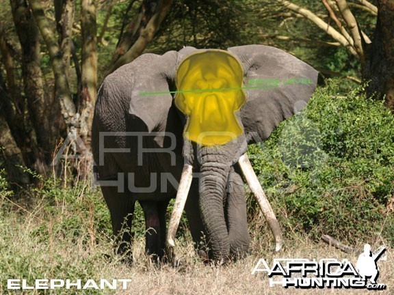Bowhunting Elephant Front View Shot Placement