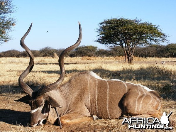 Hunting Kudu in Namibia