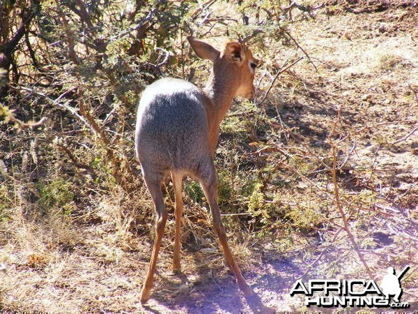 Damara Dik-Dik Namibia