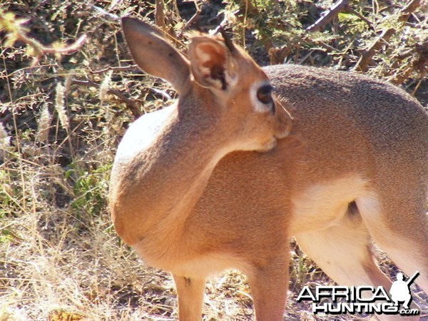 Damara Dik-Dik Namibia