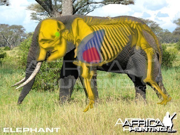 Bowhunting Elephant Shot Placement