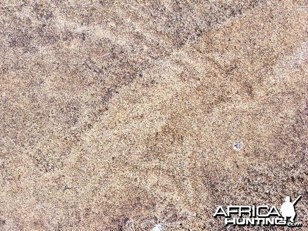 Rock carvings at Ozondjahe Hunting Safaris, Namibia
