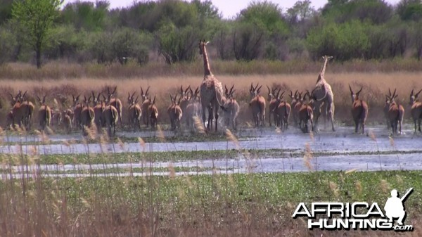 Thundering herd... Giraffe, Eland, Zebra, Impala...