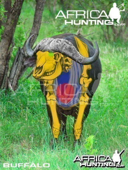 Bowhunting Buffalo Front View Shot Placement