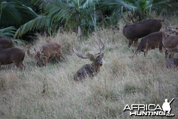 Bowhunting Rusa Deer in Mauritius