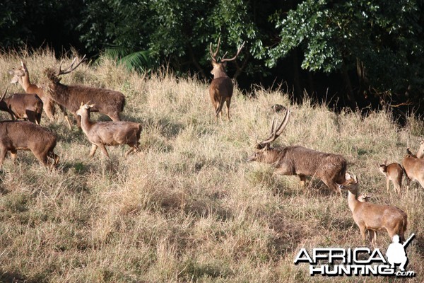 Bowhunting Rusa Deer in Mauritius