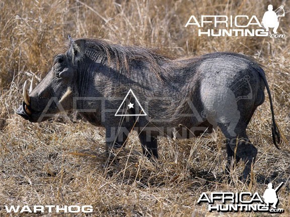 Bowhunting Warthog Shot Placement