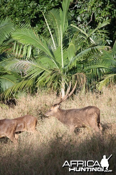 Bowhunting Rusa Deer in Mauritius