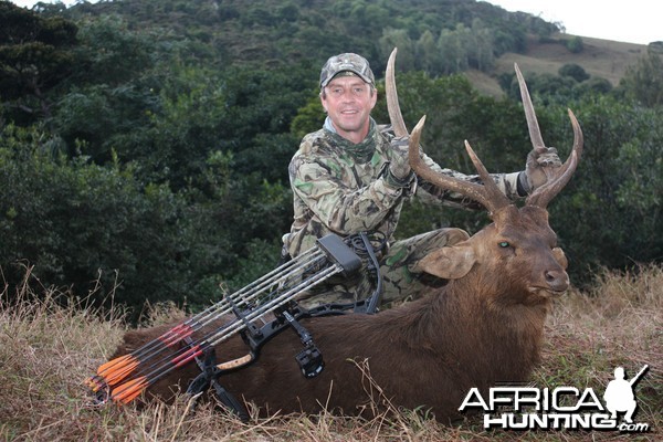 My Rusa Deer bowhunted in Mauritius with Le Chasseur Mauricien