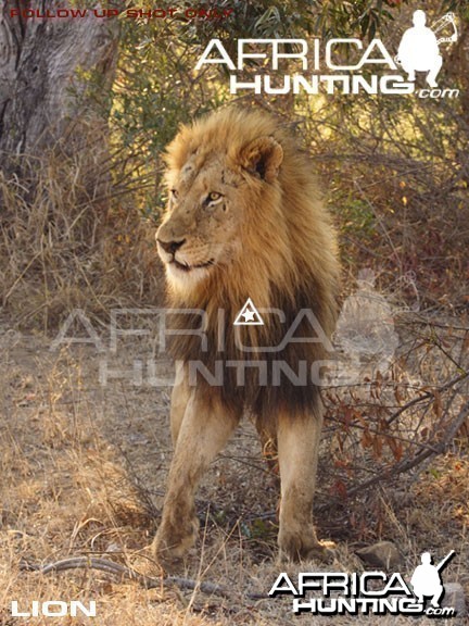 Bowhunting Lion Front View Shot Placement