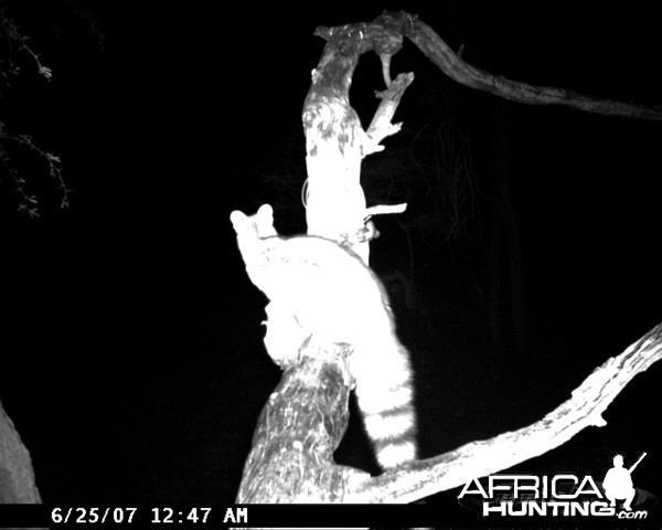 Genet on Leopard Bait at Ozondjahe Safaris Namibia