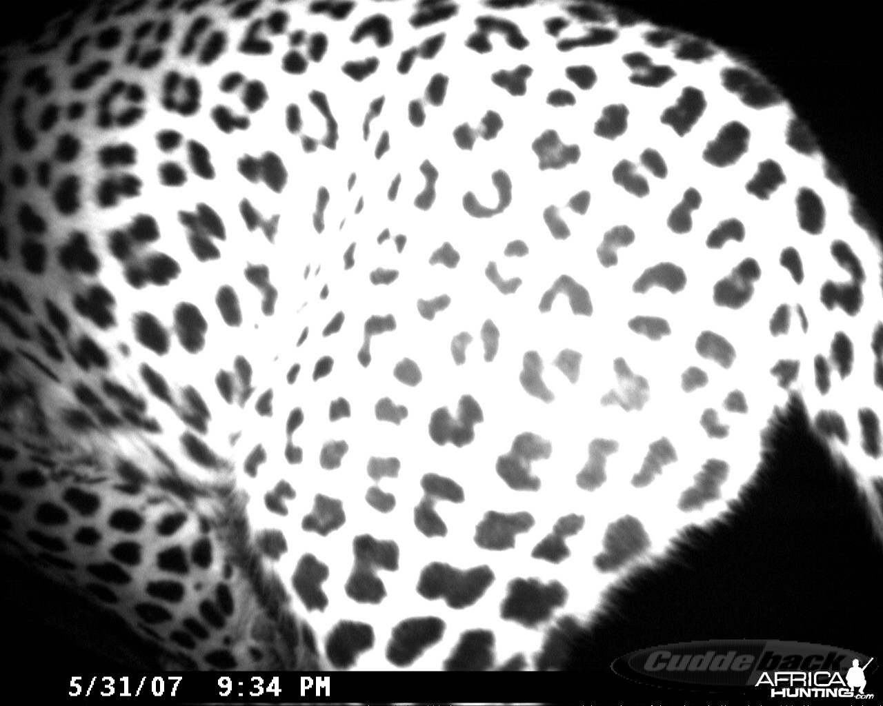 Leopard on Bait in Namibia