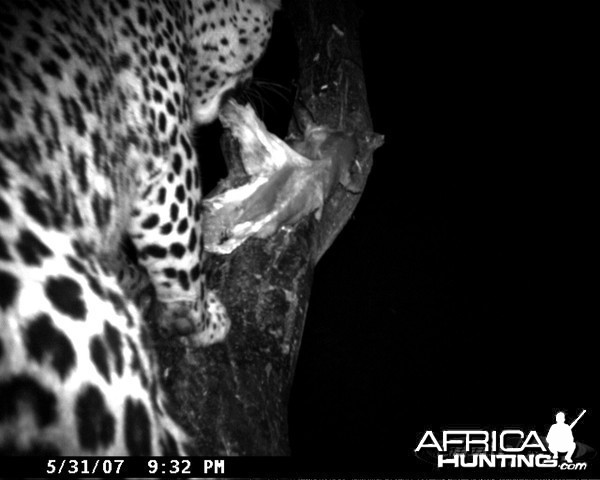 Leopard on Bait in Namibia