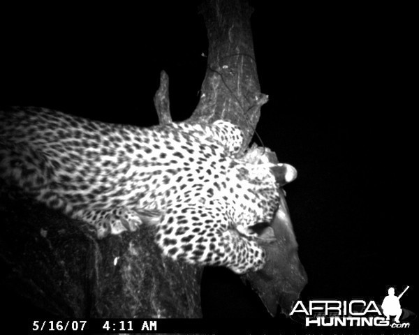 Leopard on Bait in Namibia