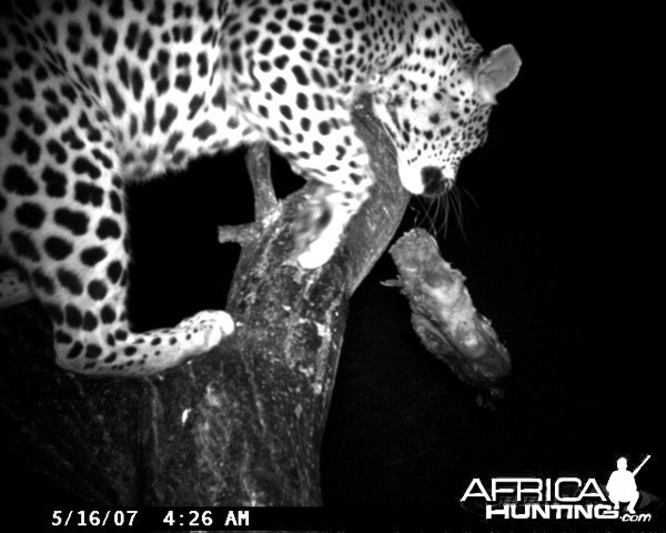 Leopard on Bait in Namibia