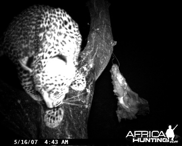 Leopard on Bait in Namibia