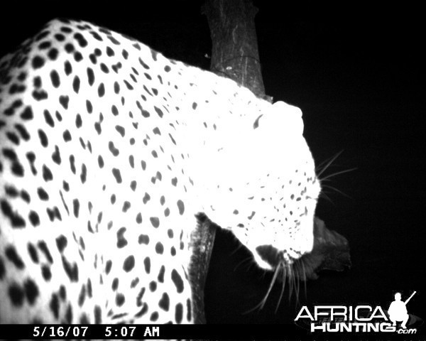 Leopard on Bait in Namibia