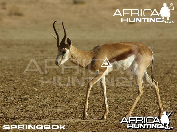 Bowhunting Springbok Shot Placement