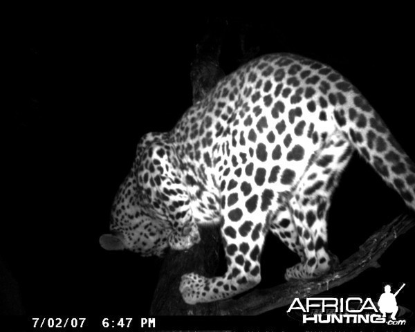 Leopard on Bait in Namibia