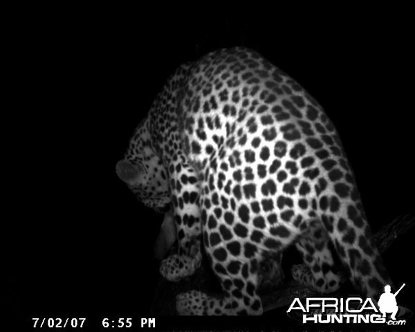 Leopard on Bait in Namibia