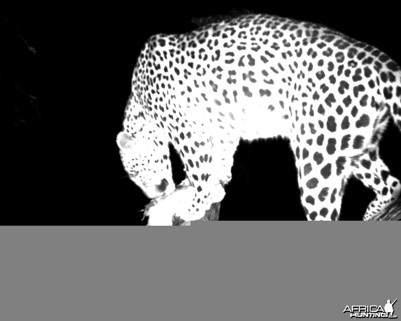 Leopard on Bait in Namibia