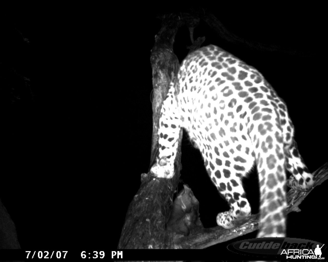 Leopard on Bait in Namibia
