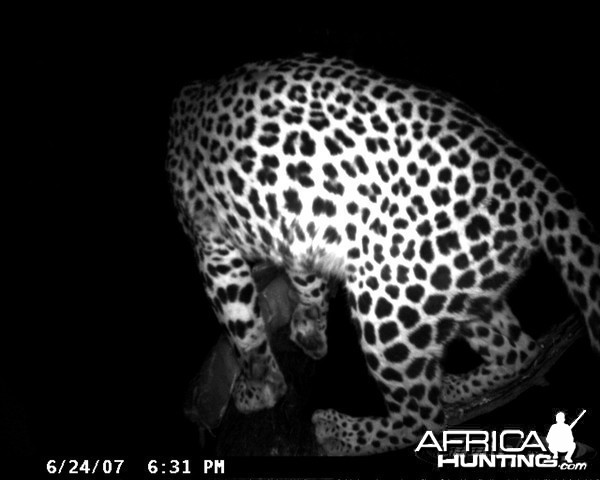 Leopard on Bait in Namibia