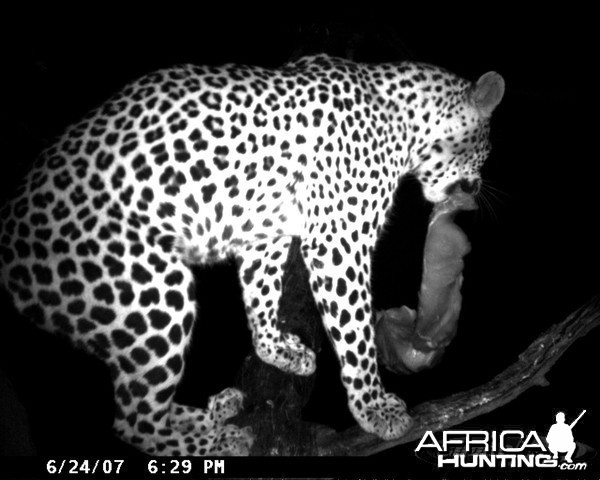 Leopard on Bait in Namibia