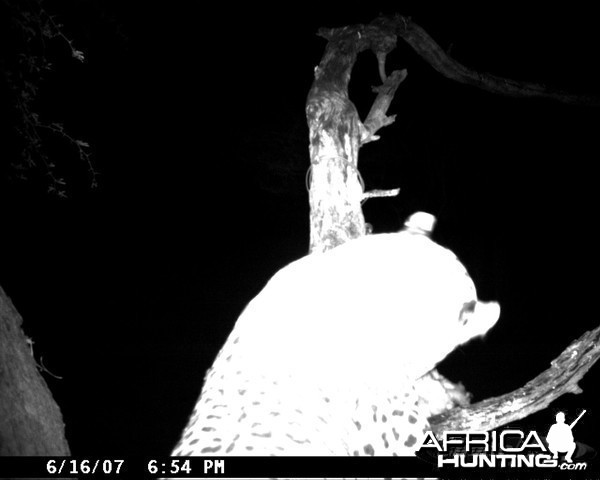 Leopard on Bait in Namibia