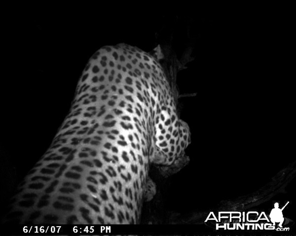 Leopard on Bait in Namibia