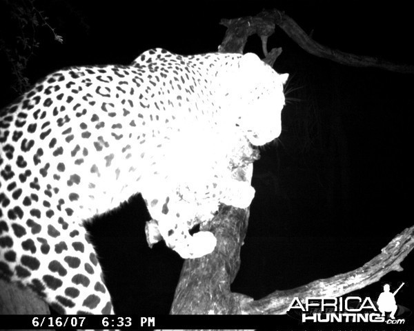 Leopard on Bait in Namibia