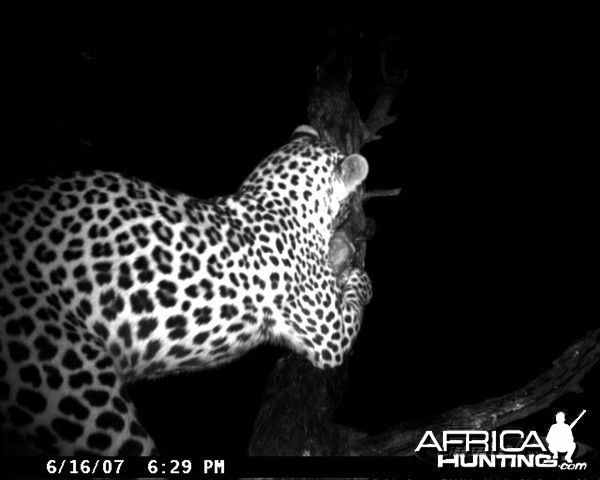 Leopard on Bait in Namibia