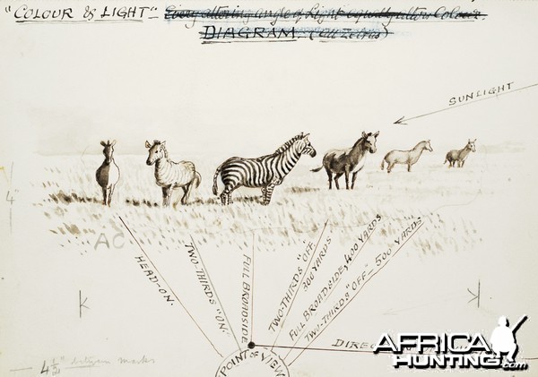 Field sketch made by British hunter and naturalist Abel Chapman