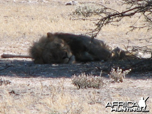 Lion at Etosha National Park, Namibia