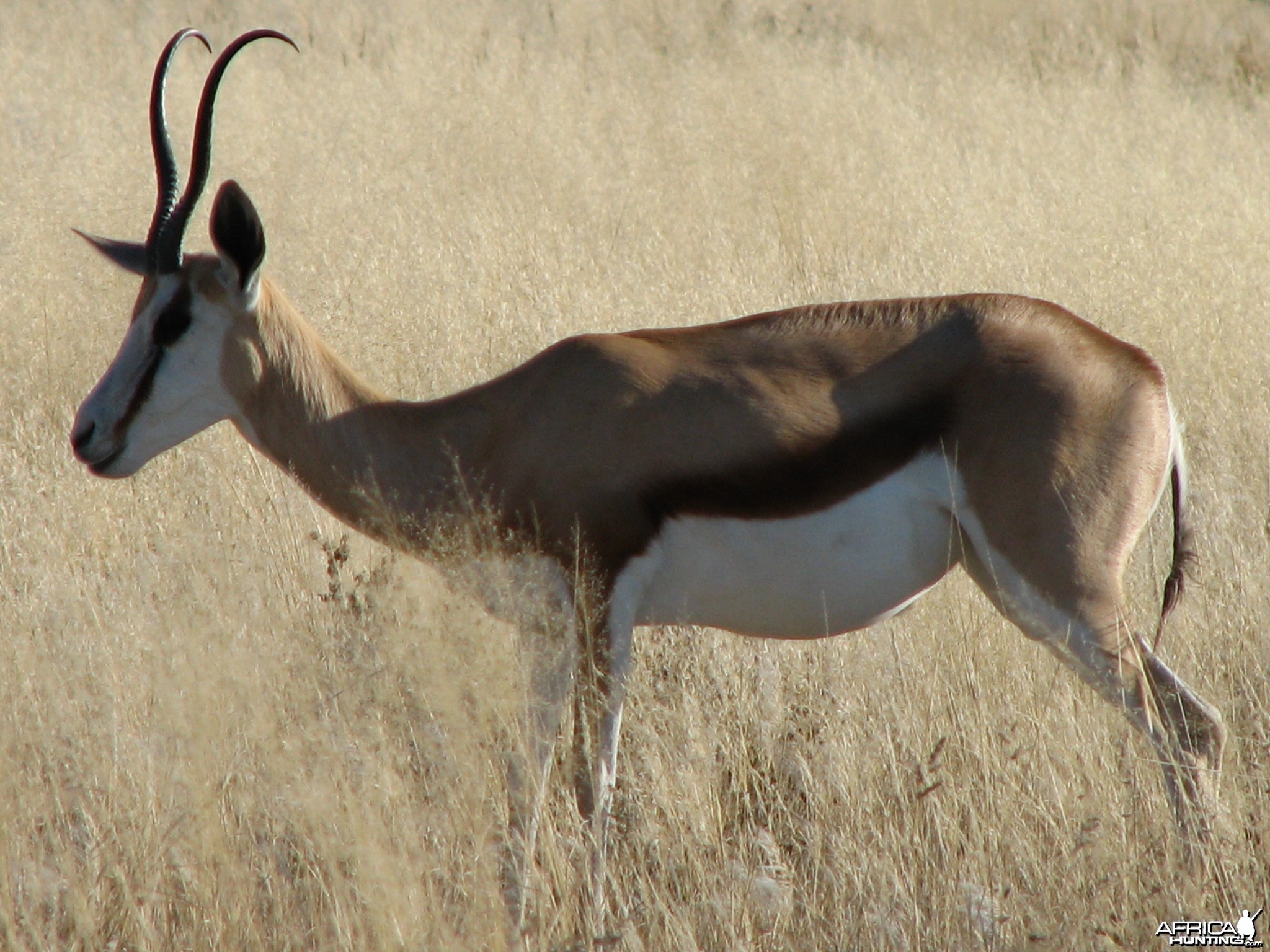 Springbok at Etosha National Park, Namibia