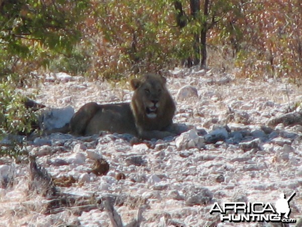 Lion at Etosha National Park, Namibia