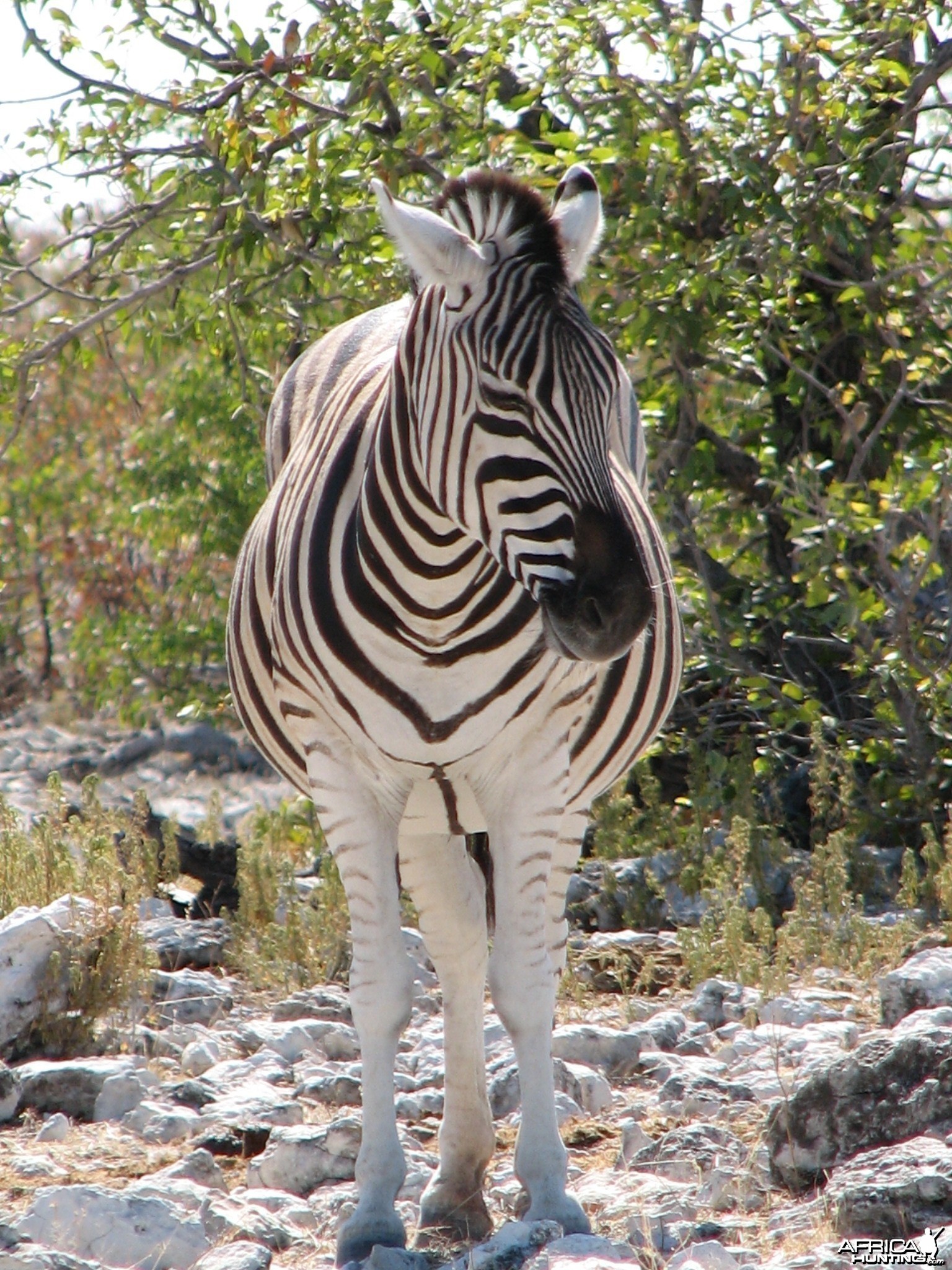 Zebra at Etosha National Park, Namibia
