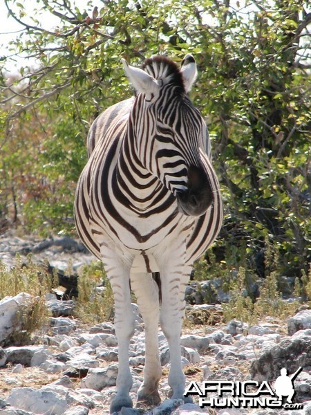 Zebra at Etosha National Park, Namibia