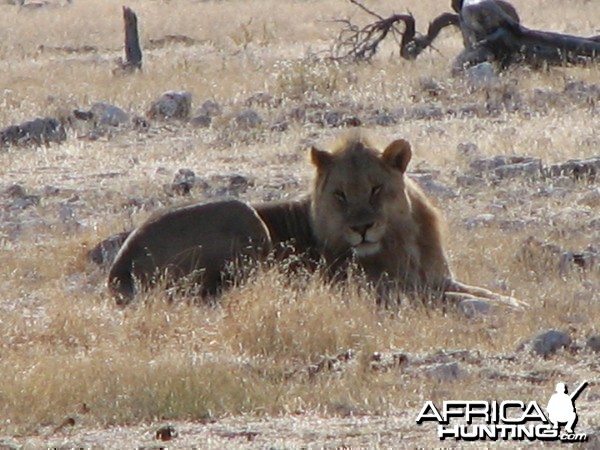 Lion at Etosha National Park, Namibia