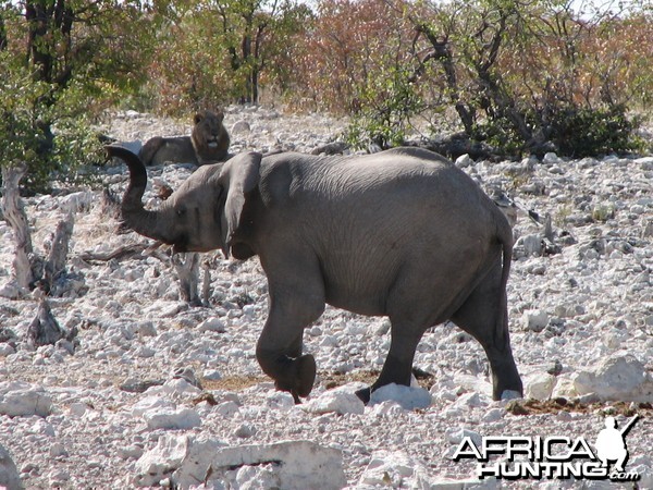 Young Elephant at Etosha National Park, Namibia