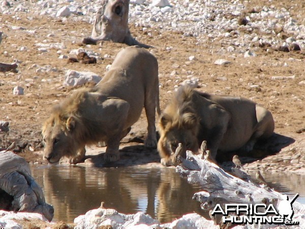 Lions at Etosha National Park, Namibia