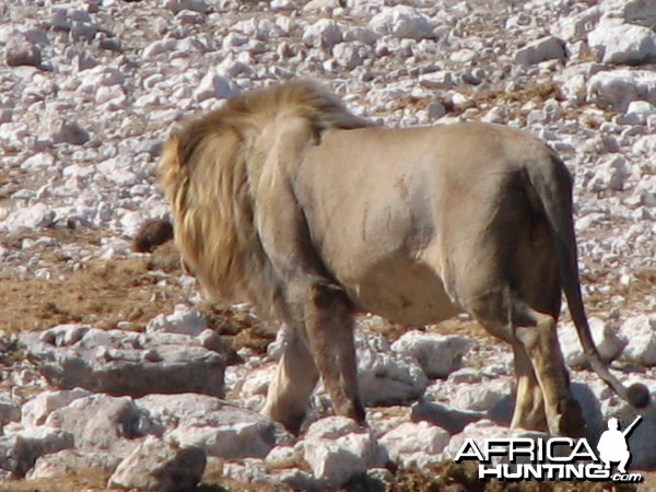 Lion at Etosha National Park, Namibia