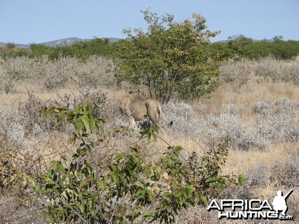 Lion at Etosha National Park, Namibia