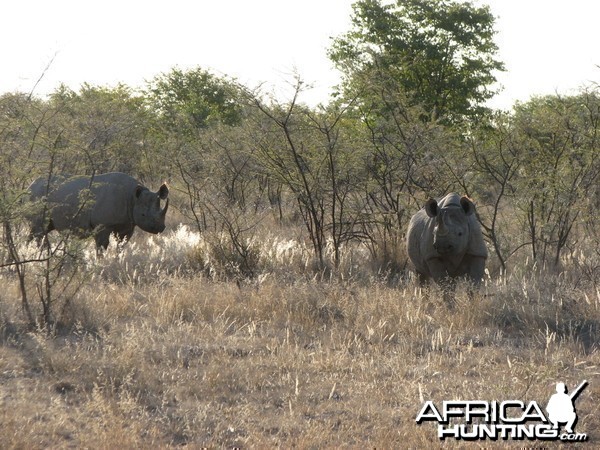 Black Rhinos at Etosha National Park, Namibia