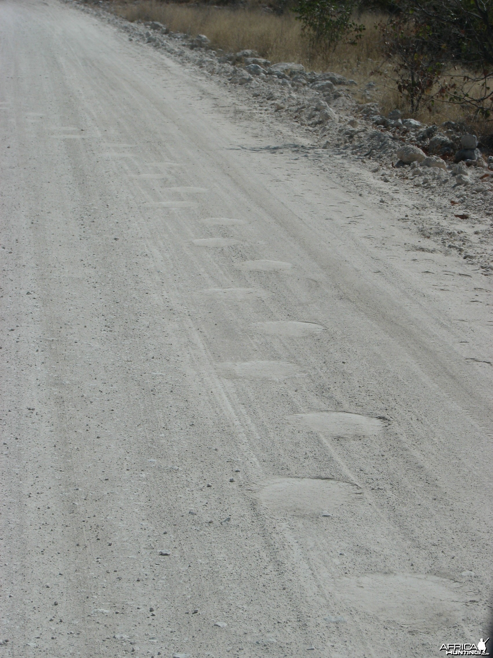 Elephant tracks at Etosha National Park, Namibia
