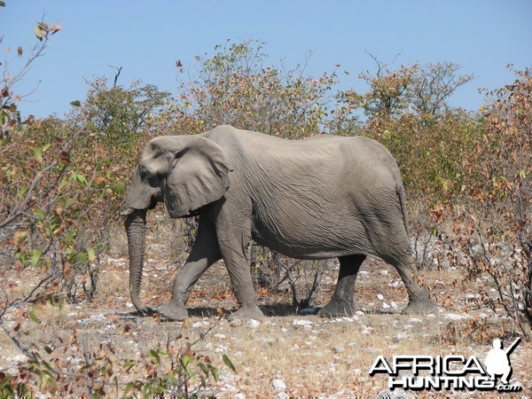 Elephant at Etosha National Park, Namibia